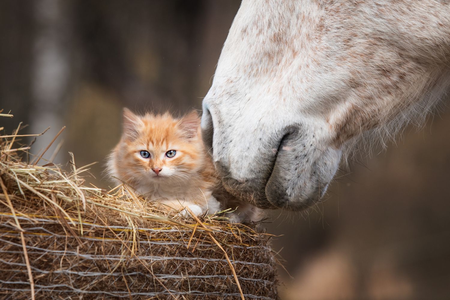 Animal Energy Healing Animal Energy Healing