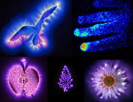 Light Emanates Through All Living Things Light Emanates Through All Living Things